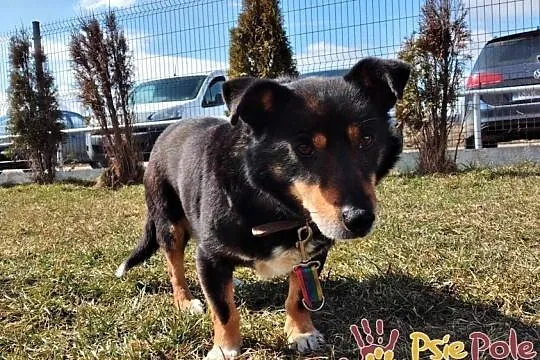 PĘDZELEK-nieduży, ciekawski podpalany psiak-5 lat w schronisku, prosimy o dom, Małopolskie, Kraków