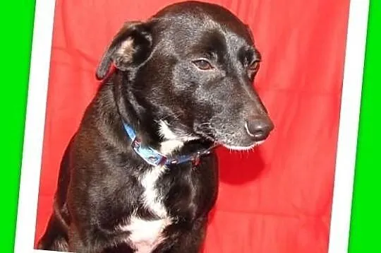 MURZYNEK-średni,przyjazny,łagodny, rodzinny piesek.ADOPCJA