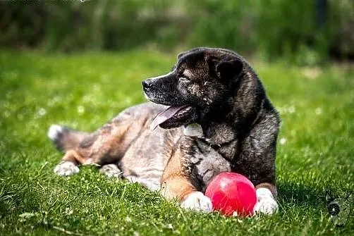 Pokochaj APE psa, bo on też marzenia ma :),  śląsk