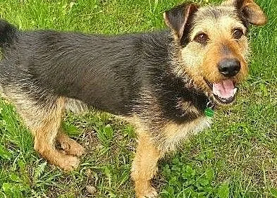 TOBY - kochany psiak w typie terriera szuka domu, Mazowieckie, Warszawa