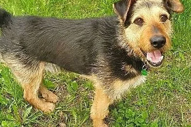 TOBY - kochany psiak w typie terriera szuka domu, Mazowieckie, Warszawa