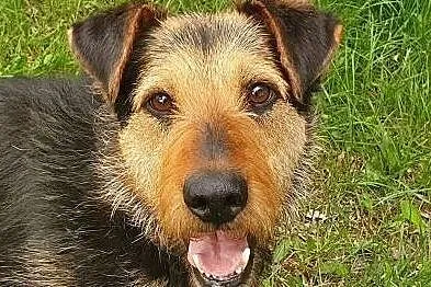 TOBY - kochany psiak w typie terriera szuka domu, Mazowieckie, Warszawa
