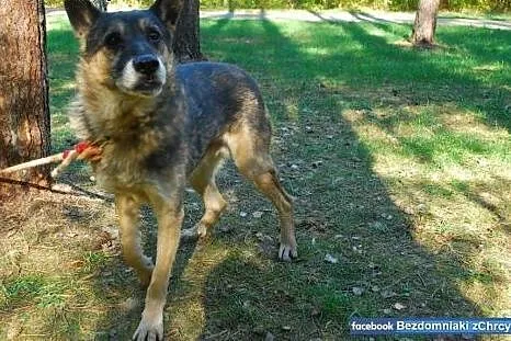 Bazyl - uroczy staruszek z sercem na dłoni czeka n