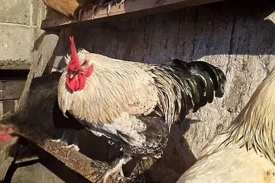 Koguty rosołowe 7 miesięczne, Lubelskie, Sułoszyn