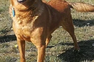 ROLO - przesympatyczny psiak z rozmerdanym ogonem szuka domu, Łódź, Łódzkie, Łódź