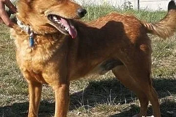 ROLO - przesympatyczny psiak z rozmerdanym ogonem szuka domu, Łódź, Łódzkie, Łódź