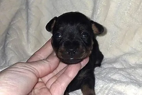Sunia pinczer miniatury