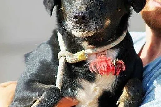 FUNIA - mała czarna przylepka, do adopcji, Kundelki cała Polska