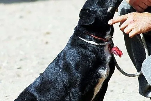 FUNIA - mała czarna przylepka, do adopcji,  Kundel