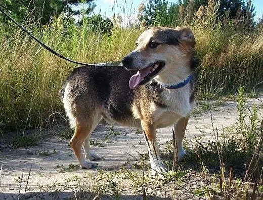 Maksik to super psiak, tylko Ciebie mu brak :(, K