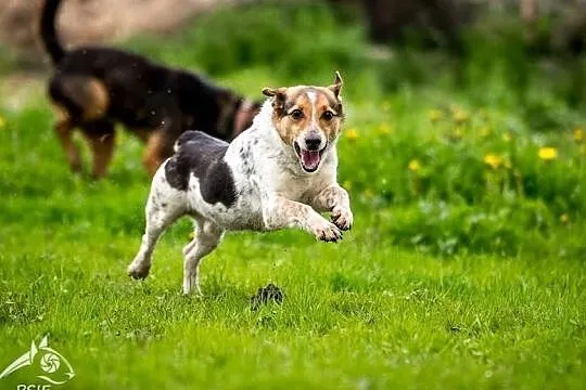 GACEK pies przekochany, trzema kolorami malowany!