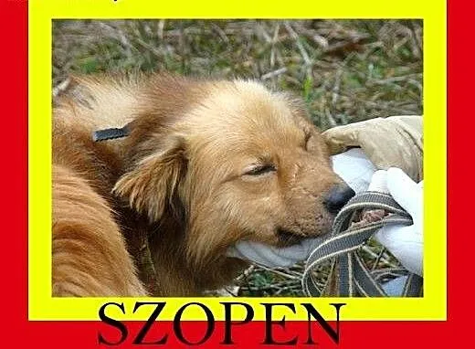 Średniej wielkości,cichy,przytulaśny,niekonfliktow