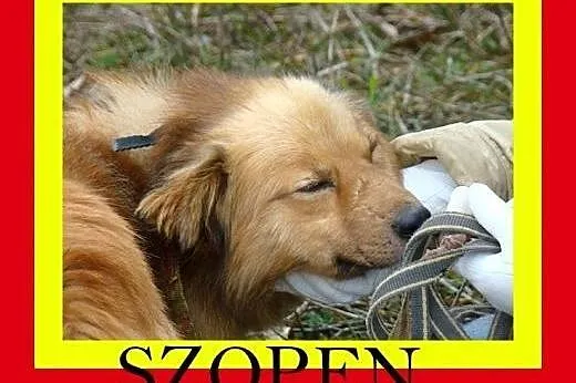 Średniej wielkości,cichy,przytulaśny,niekonfliktow