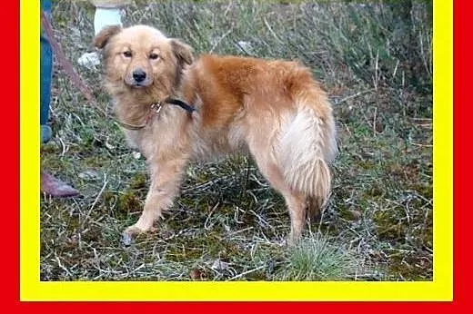 Średniej wielkości,cichy,przytulaśny,niekonfliktow