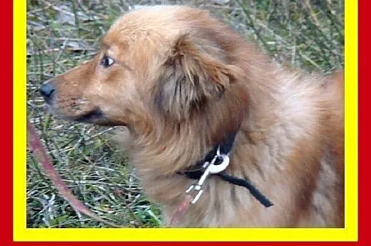 Średniej wielkości,cichy,przytulaśny,niekonfliktow
