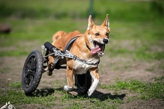 Niepełnosprawny?? Bzdura! Spróbuj go dogonić ;-) TOFFIK