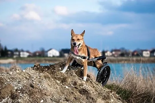 Niepełnosprawny?? Bzdura! Spróbuj go dogonić ;-) T, Wrocław