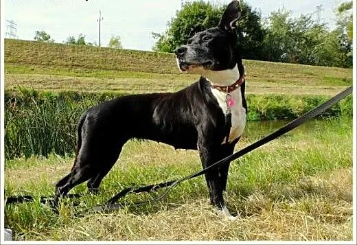 Kleo - amstaff w krainie łagodności, Amstaff cała