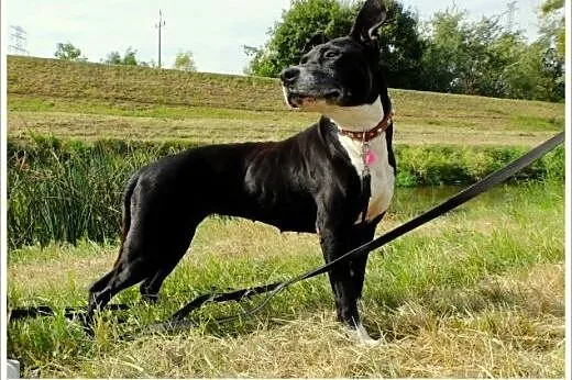 Kleo - amstaff w krainie łagodności, Amstaff cała Polska