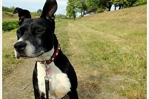 Kleo - amstaff w krainie łagodności,  Amstaff cała