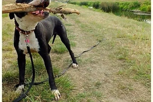 Kleo - amstaff w krainie łagodności,  Amstaff cała