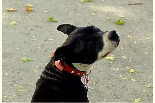 Kleo - amstaff w krainie łagodności,  Amstaff cała
