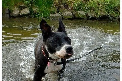 Kleo - amstaff w krainie łagodności,  Amstaff cała