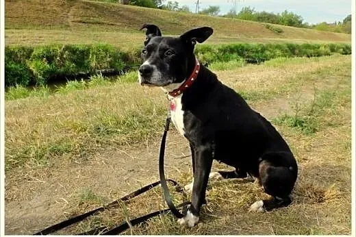 Kleo - amstaff w krainie łagodności,  Amstaff cała