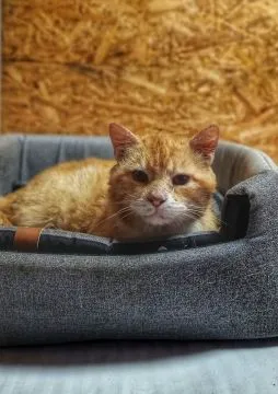 Garfield - ułożony, spokojny kotek szuka domu!  Czy ktoś otworzy serce dla naszego rudzielca? Garfield, ułożony, spokojny, kochany kocurek do pokochania, Gdańsk