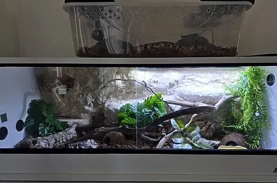 Wąż smugowy + terrarium 100x40x40  + myszy