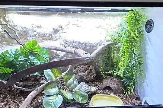 Wąż smugowy + terrarium 100x40x40  + myszy, Śląskie, Bielsko-Biała