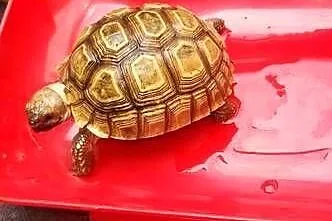 Żółw pustynny sulcata