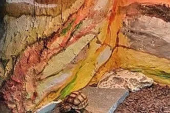 Żółw pustynny sulcata, Śląskie, Żory