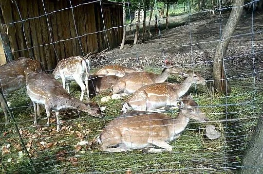 Daniele, byki,łanie, Podkarpackie, Czudec