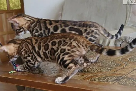 Kocięta bengalskie - Koty z Schelwood*Pl - zaprasz, Świecie