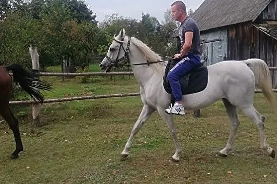 Wydzierżawię konia., , Kosów