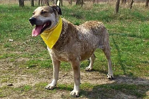 Nieduża, łagodna Basia! Przyjazna suczka szuka dom