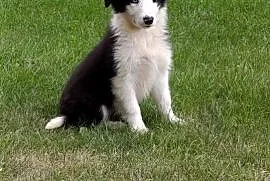 Border Collie Suczka.Badania genetyczne rodziców