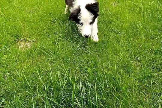 Border Collie Suczka.Badania genetyczne rodziców, Świętokrzyskie, Szczaworyż