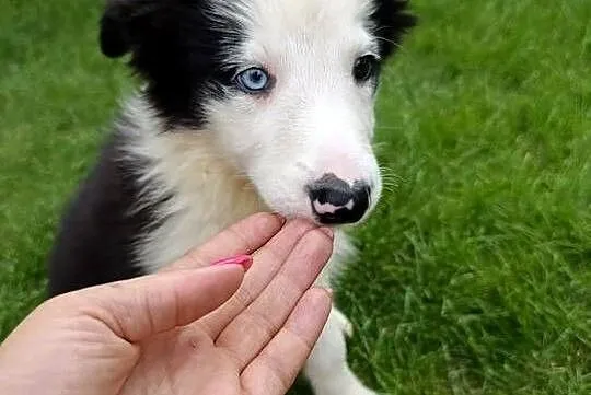 Border Collie Suczka.Badania genetyczne rodziców, Świętokrzyskie, Szczaworyż