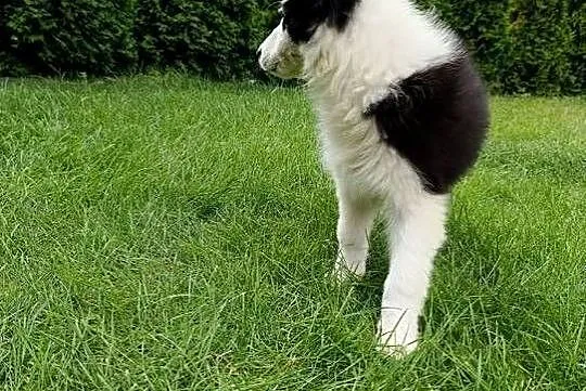 Border Collie Suczka.Badania genetyczne rodziców, Świętokrzyskie, Szczaworyż