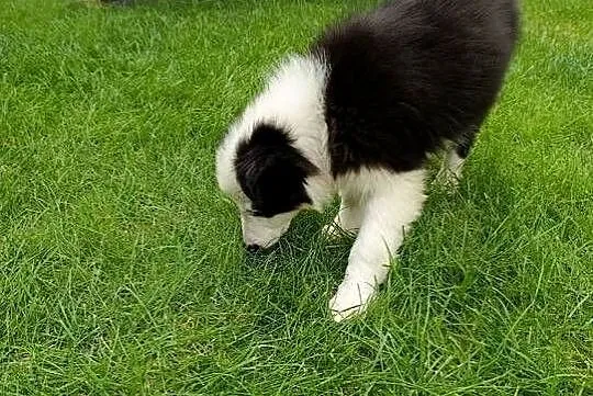 Border Collie Suczka.Badania genetyczne rodziców, Świętokrzyskie, Szczaworyż