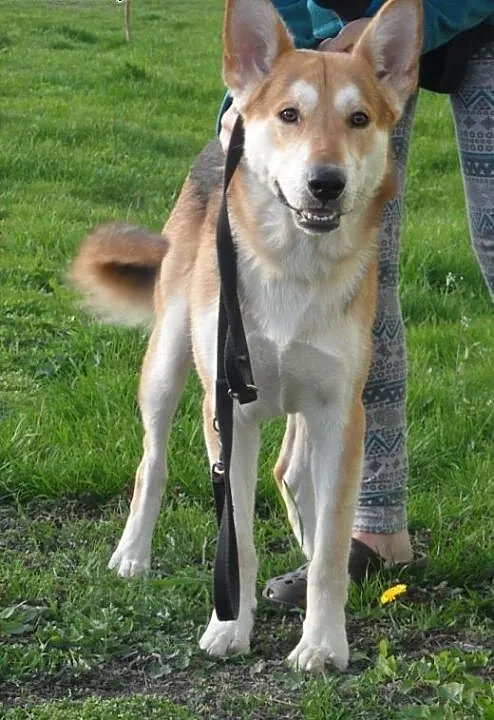 Beryl do adopcji, lubuskie Świebodzin