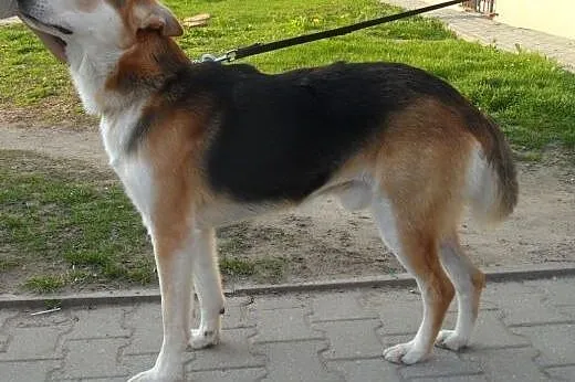 Beryl do adopcji,  lubuskie Świebodzin