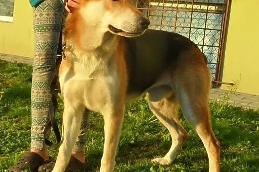 Beryl do adopcji,  lubuskie Świebodzin