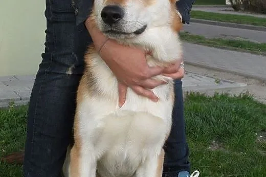 Beryl do adopcji,  lubuskie Świebodzin