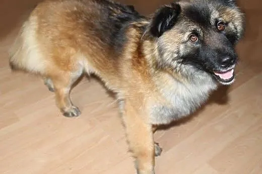 Sara – piękna, misiowata suczka, 2letnia