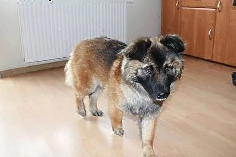 Sara – piękna, misiowata suczka, 2letnia