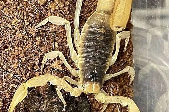 największy skorpion Ameryki Pn Hadrurus arizonensis