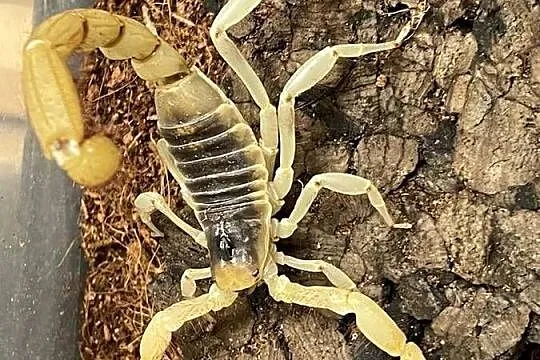 największy skorpion Ameryki Pn Hadrurus arizonensis, Śląskie, Gliwice